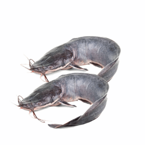 African Catfish