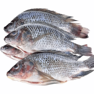 Tilapia Fish