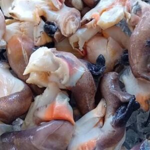 Conch (Lambi)