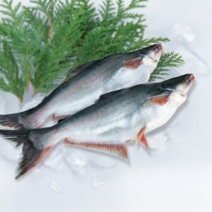 Panga Fish – Whole