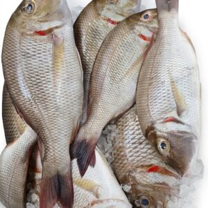 Captain Fish / Emperor Fish – Cut / Whole
